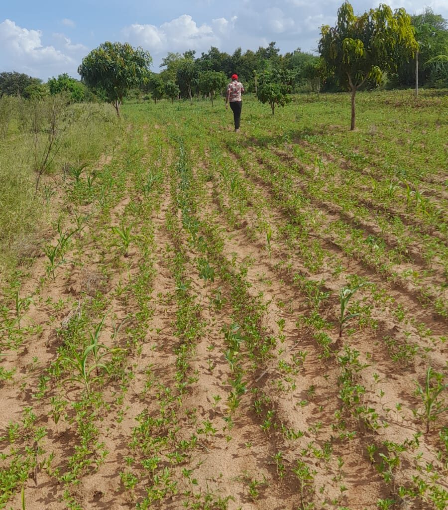 50x100 plots for sale, Matuu Victory Garden Phase 3, affordable land Kenya, ready title plots, flexible payment plans Kenya (1)