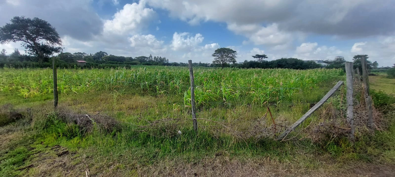 50x100 plots for sale, matuu victory garden phase 3, affordable land kenya, ready title plots, flexible payment plans kenya (2)