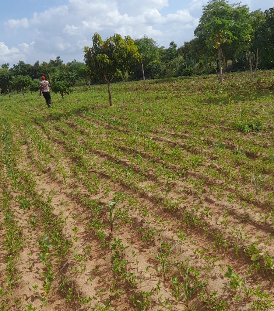 50x100 plots for sale, Matuu Victory Garden Phase 3, affordable land Kenya, ready title plots, flexible payment plans Kenya (4)