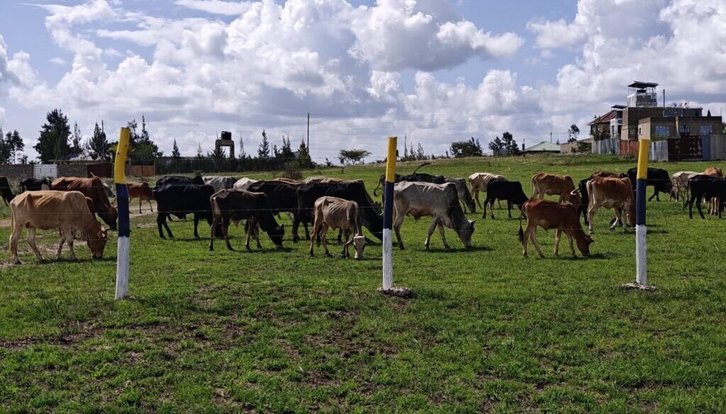 Affordable 50x100 plots for sale in Kenya with ready title deeds in Joska, Matuu, Makuyu and Kantafu