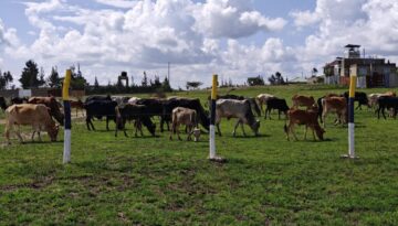 Affordable 50x100 plots for sale in Kenya with ready title deeds in Joska, Matuu, Makuyu and Kantafu