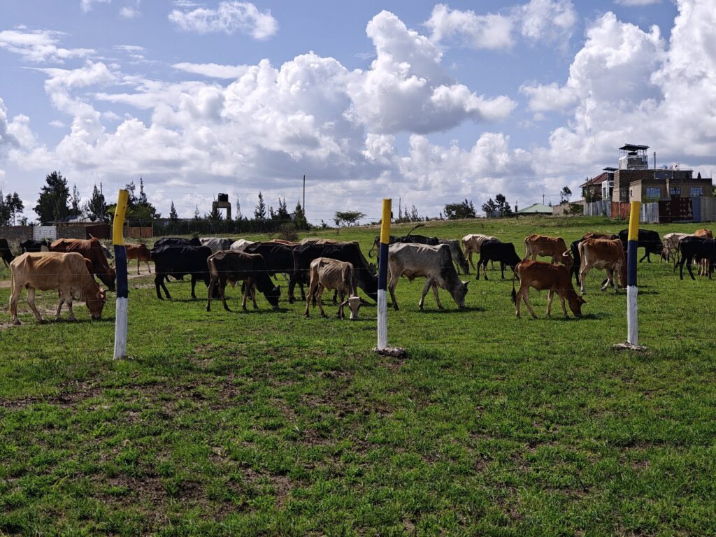 Affordable 50x100 plots for sale in Kenya with ready title deeds in Joska, Matuu, Makuyu and Kantafu
