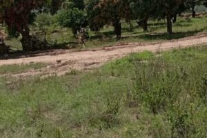 land-near-kenol-highway (3)